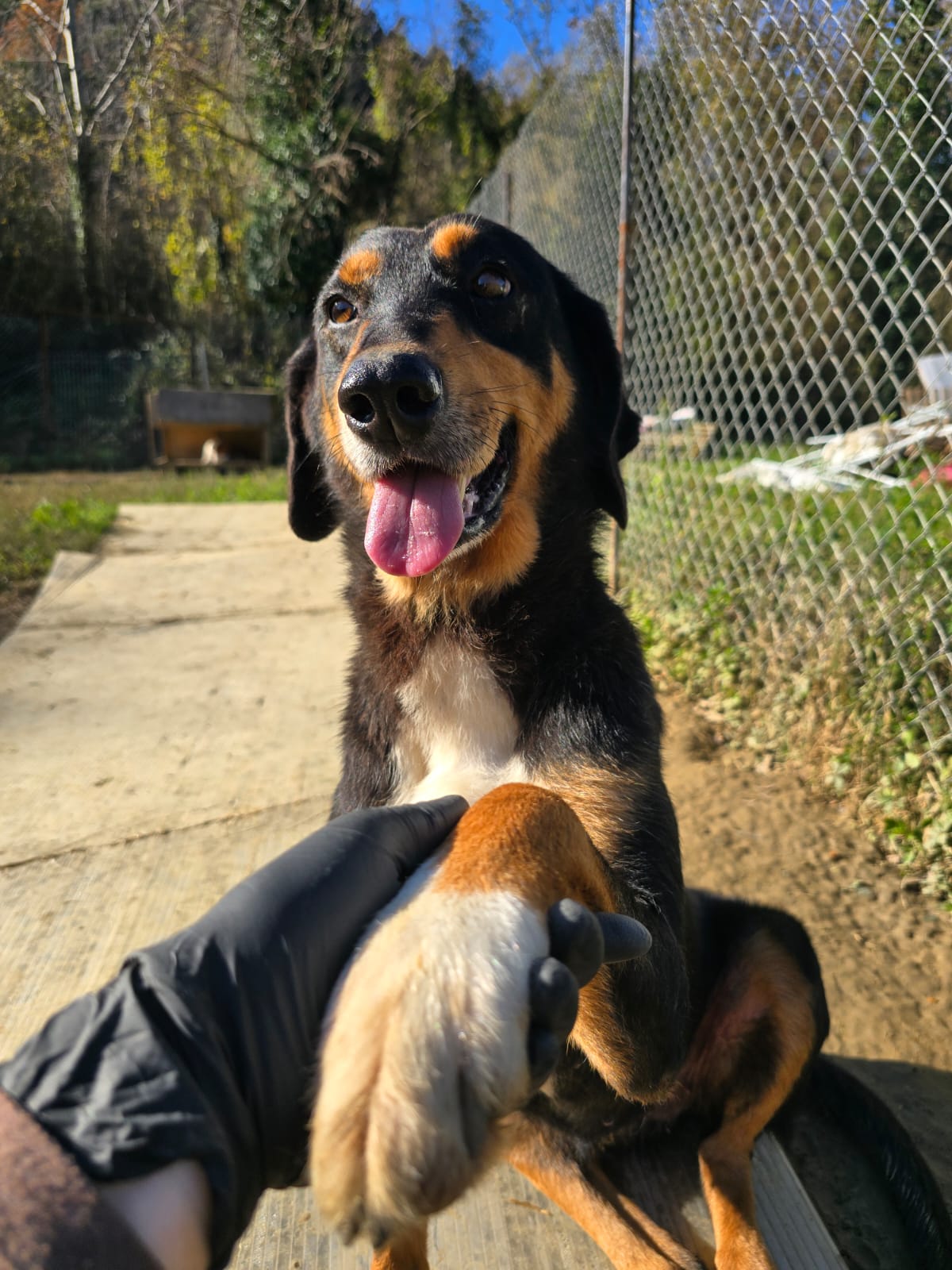 Rexi - Rescued from streets of Tirana