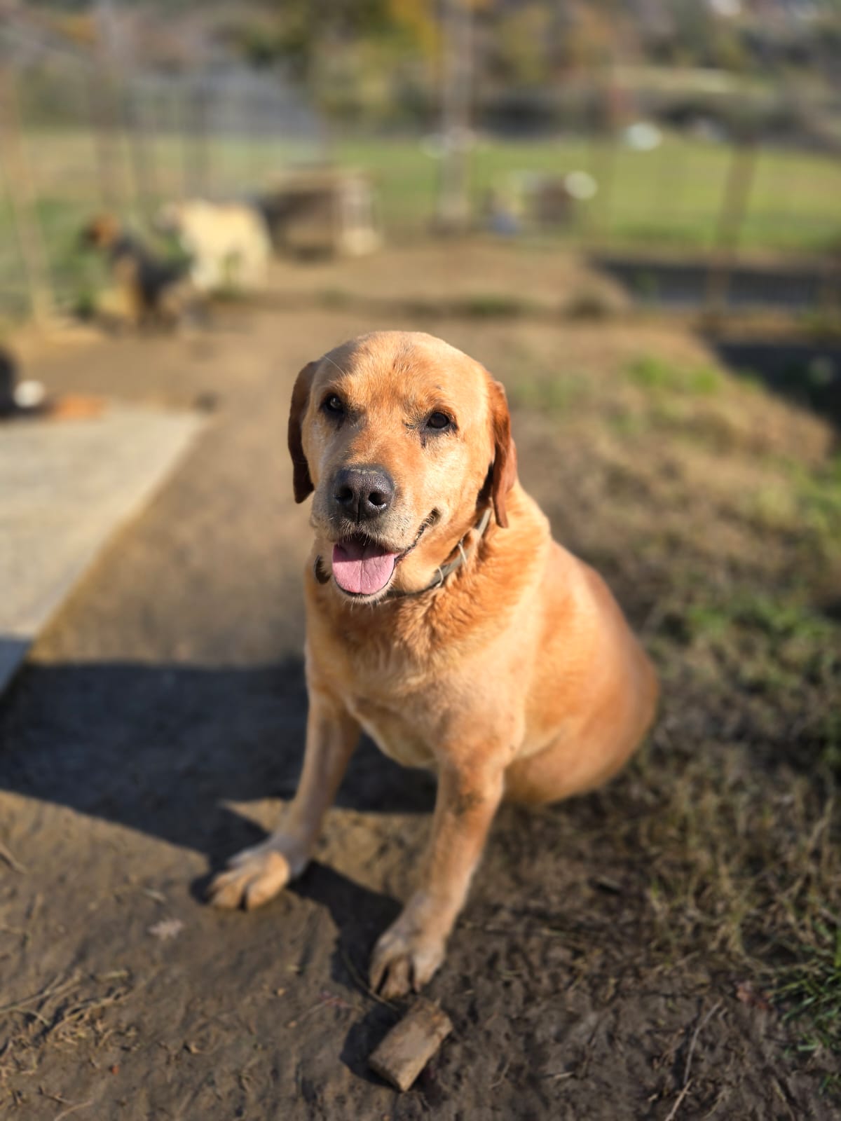 Dog waiting for adoption