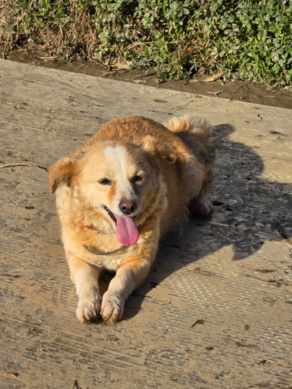 Dog waiting for adoption