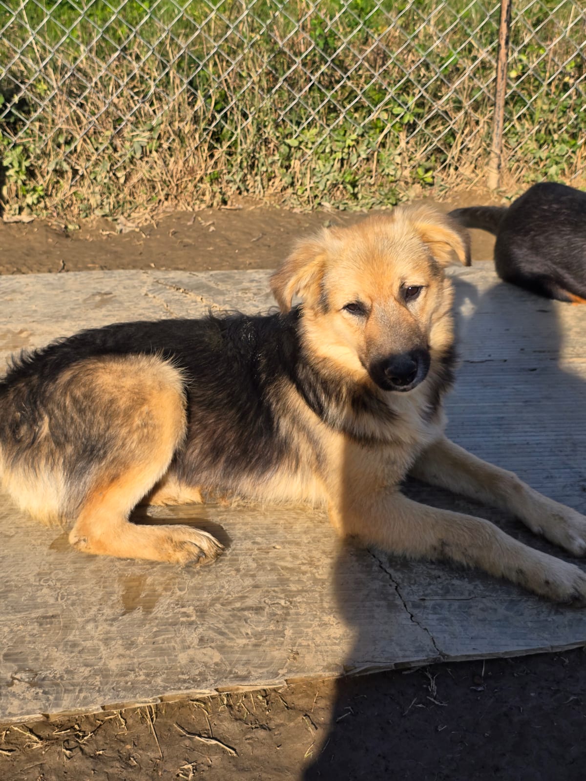 Dog waiting for adoption