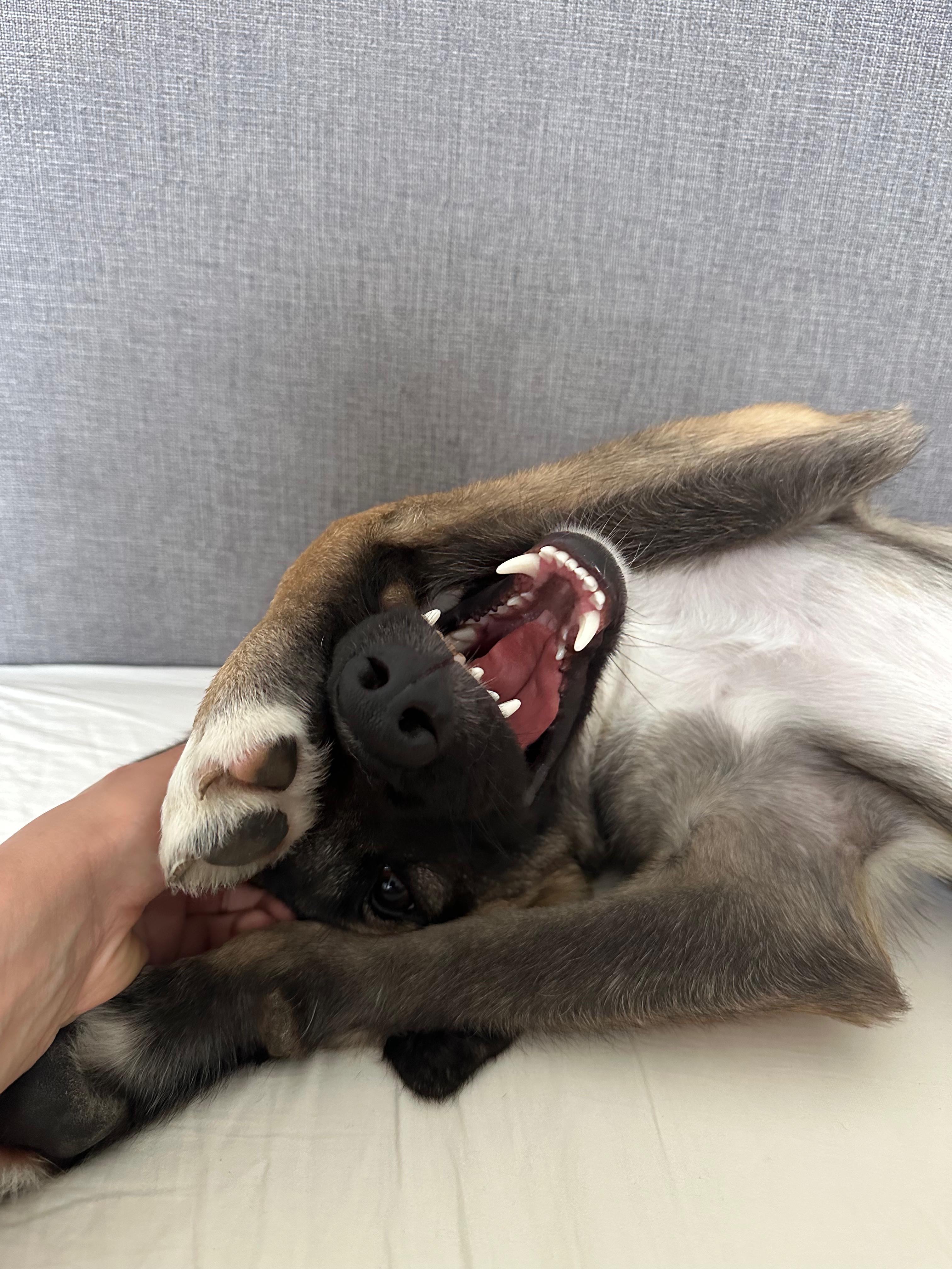 Rescue dog receiving care