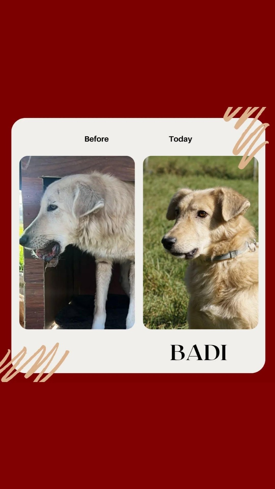 Before and after: Badi, rescue dog at Bambi Foundation Albania—injury healed after shelter care in Tirana