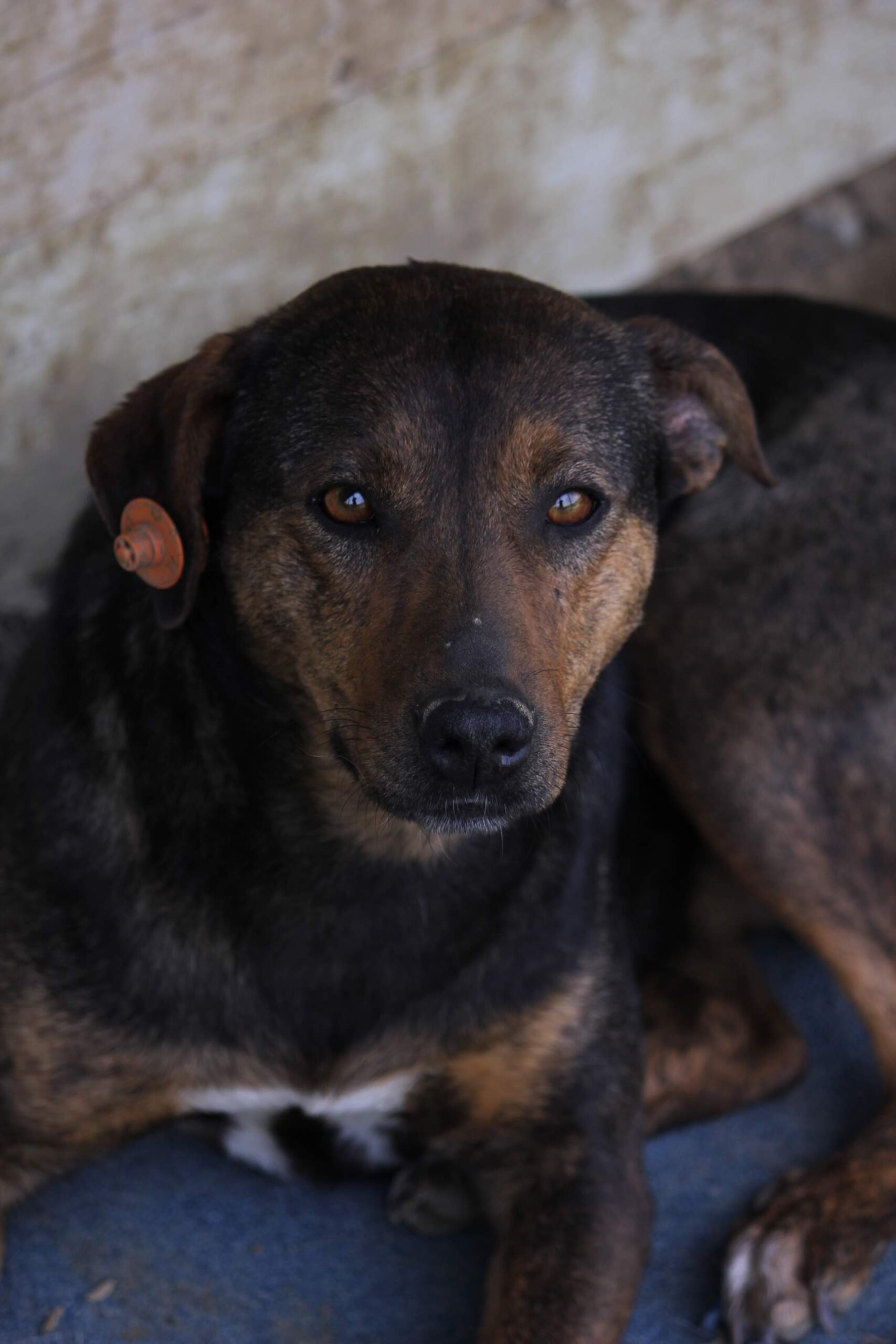 Dog needing urgent help