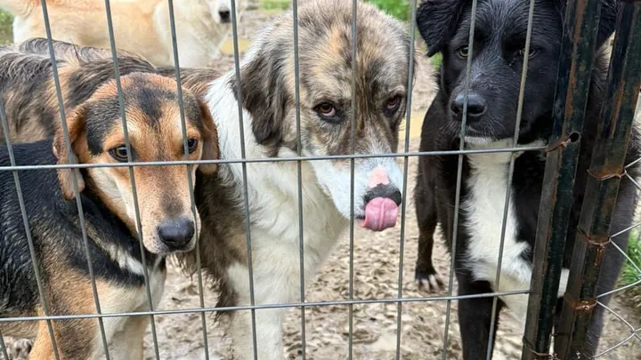 Rescued dog in need of support