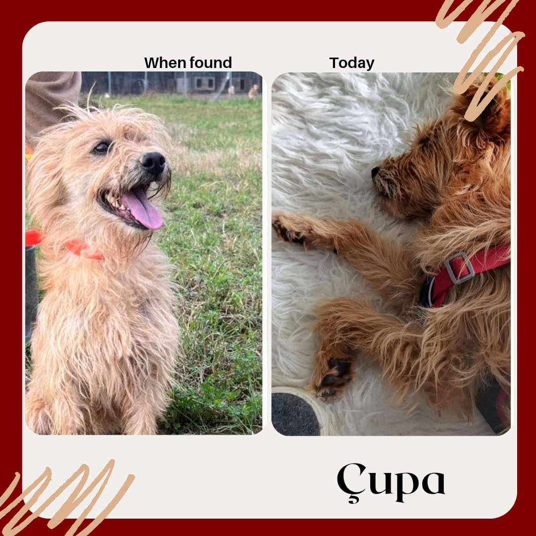 Çupa rescue dog before and after: from matted stray to healthy coat at Bambi Foundation dog shelter Tirana Albania