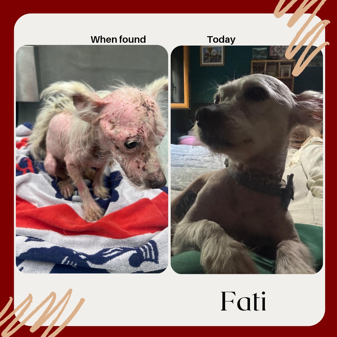 Fati before and after skin recovery at Bambi Foundation Albania nonprofit dog rescue Tirana