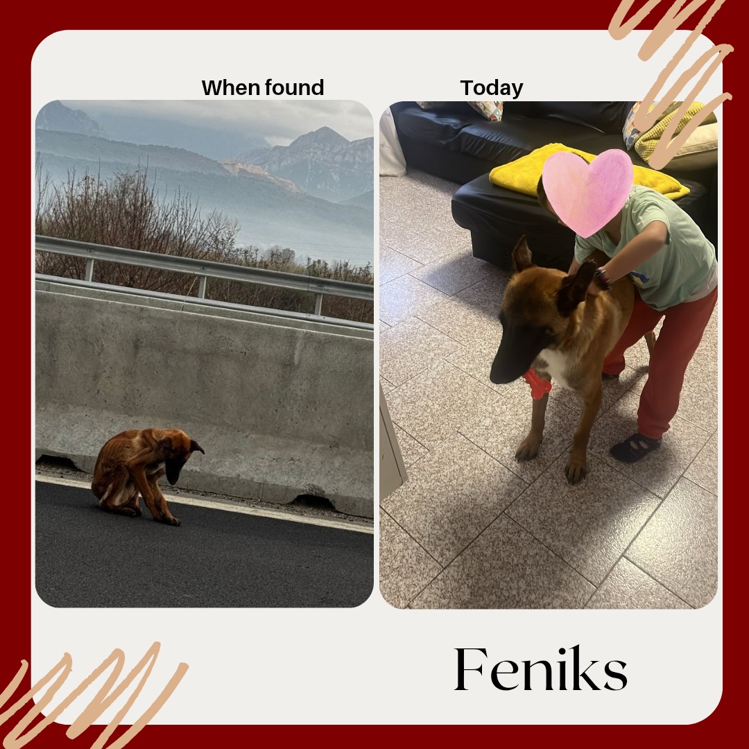 Feniks emaciated dog rescued in Albania before and after recovery Bambi Foundation