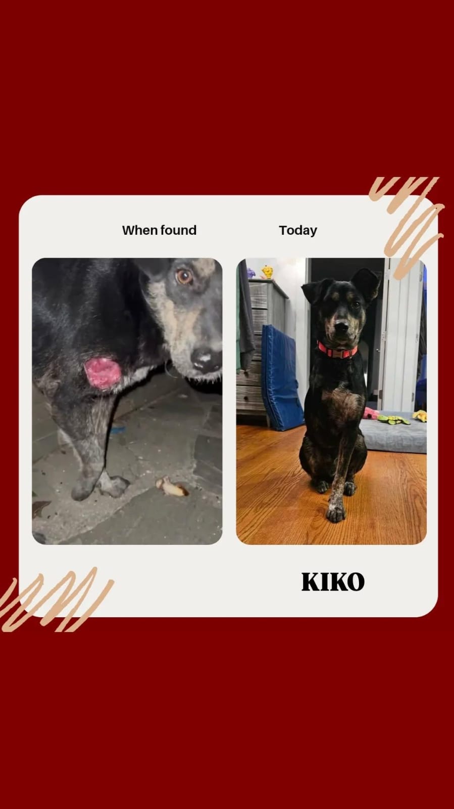 Kiko rescue dog leg wound before and after healing Bambi Foundation Tirana shelter