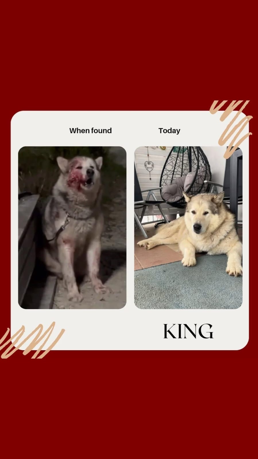 King large rescue dog facial injury before and after recovery Bambi Foundation Albania