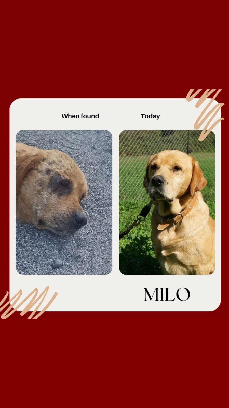 Milo golden rescue dog injury recovery before after Bambi Foundation Tirana