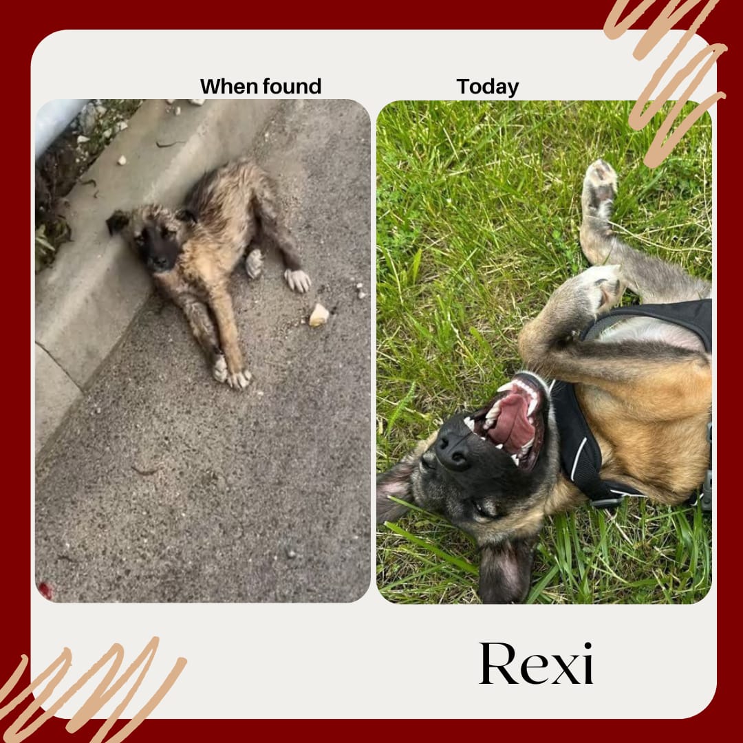 Rexi puppy rescue before and after Bambi Foundation Albania street dog to healthy dog
