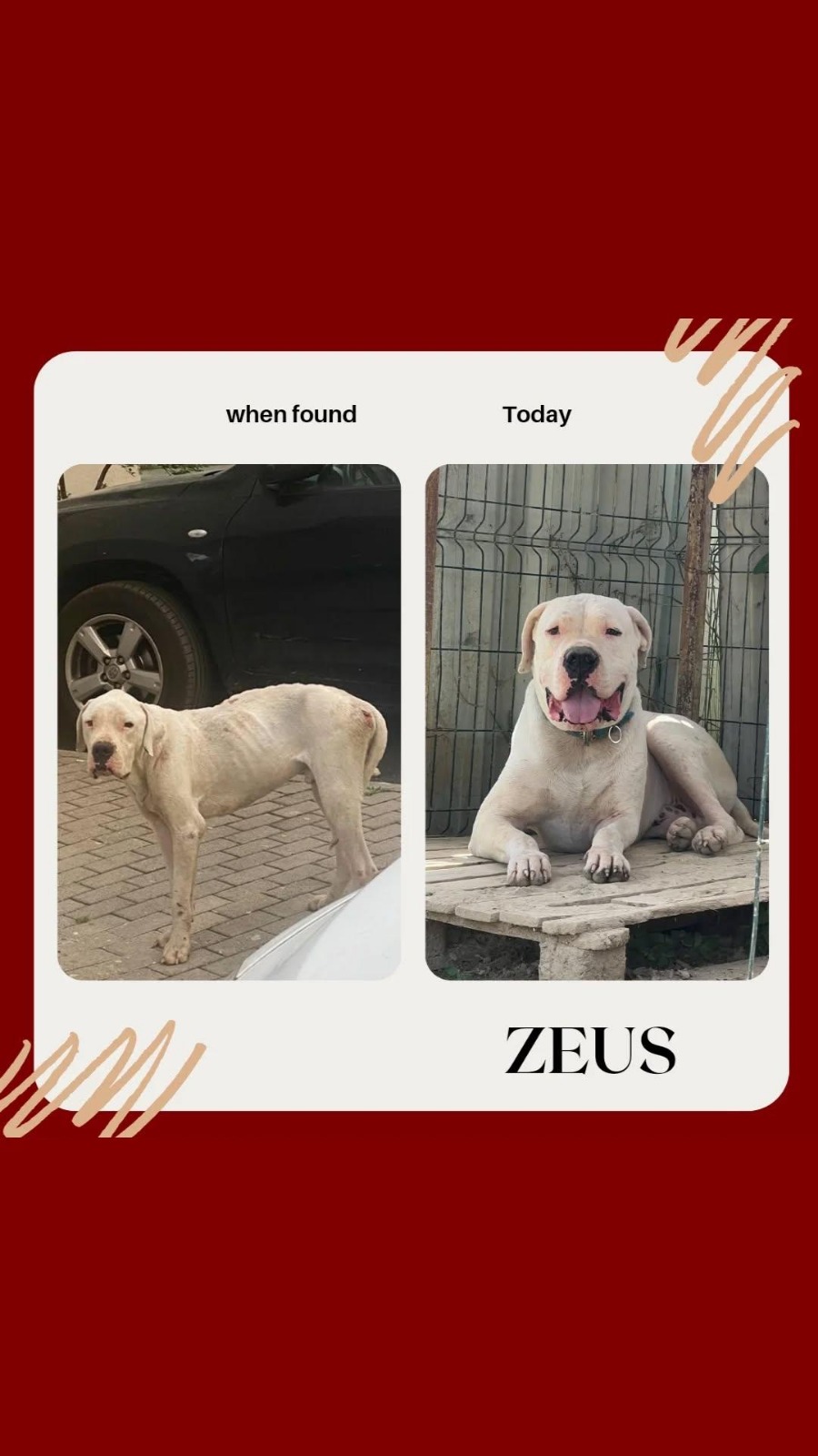 Zeus white dog emaciated rescue before after Bambi Foundation Albania animal shelter